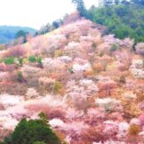 奈良県吉野の千本桜。山に広がる桜の絶景を味わう。