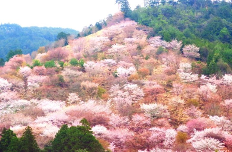 奈良県吉野の千本桜。山に広がる桜の絶景を味わう。 ひなた箱